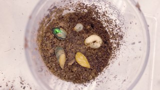 Developmental Stage Photos of the Japanese Beetle from Our Laboratory