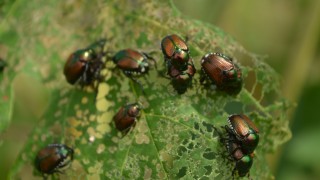 How polyphagous is the Japanese beetle? Spoiler: over 400 host plants!