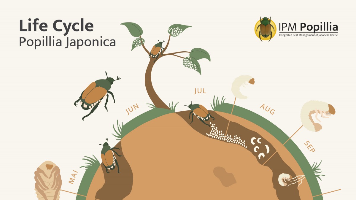 Visualizing insights in our science communication: infographics ...