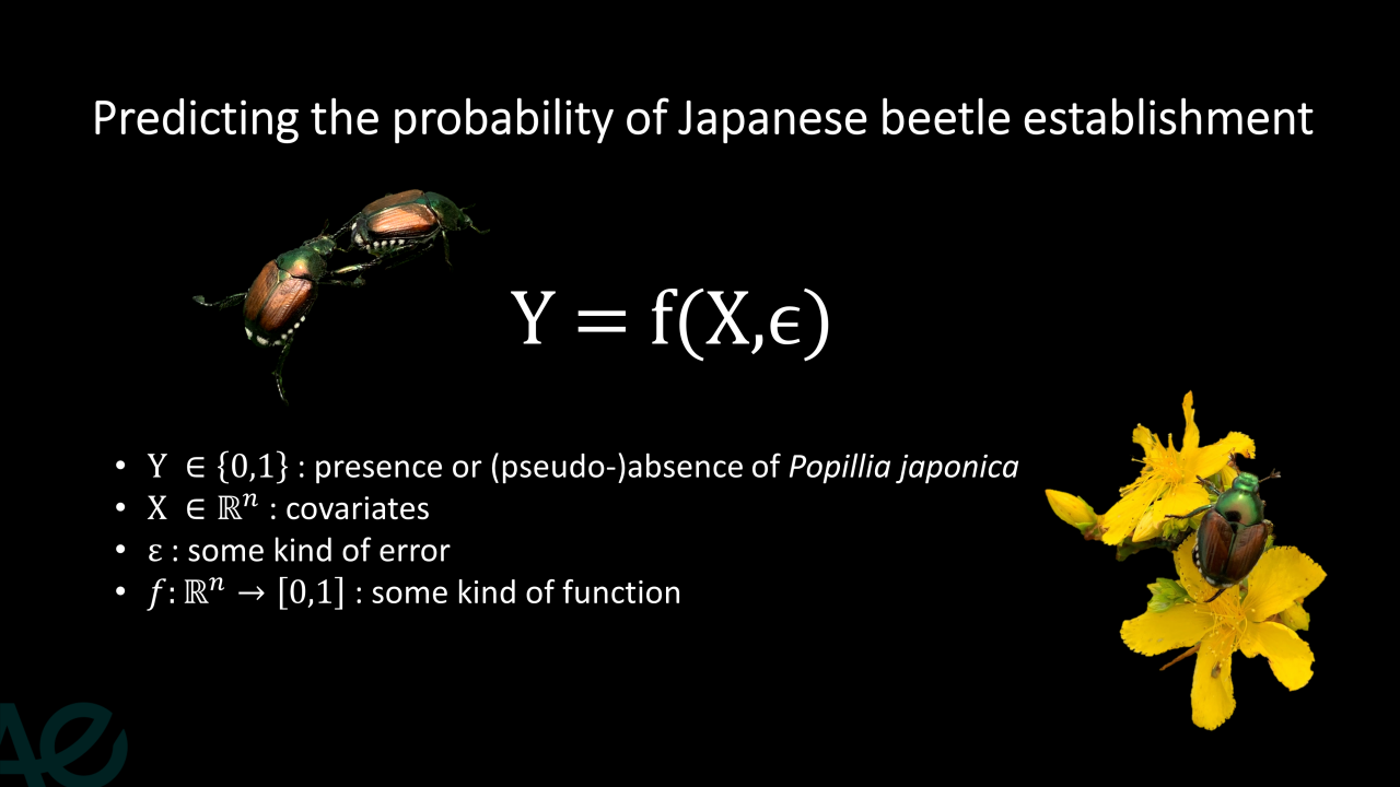 Predicting the probability of Japanese beetle establishment  © INRAE, Davide Martinetti &  Leyli Borner