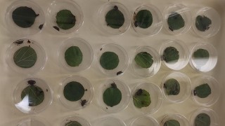 Effects of test treatments on P. japonica gene expression
