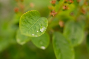 Host plants of Popillia japonica