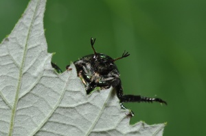 The IPM-Popillia field guide to the most common European scarab beetles