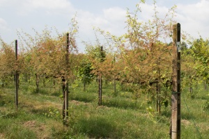 Popillia japonica - an invasive species coming to Europe
