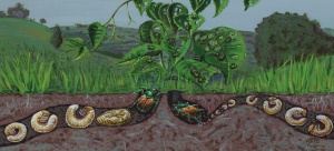 Seasonal development of the Japanese Beetle