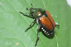 About the Japanese beetle (Popillia japonica)